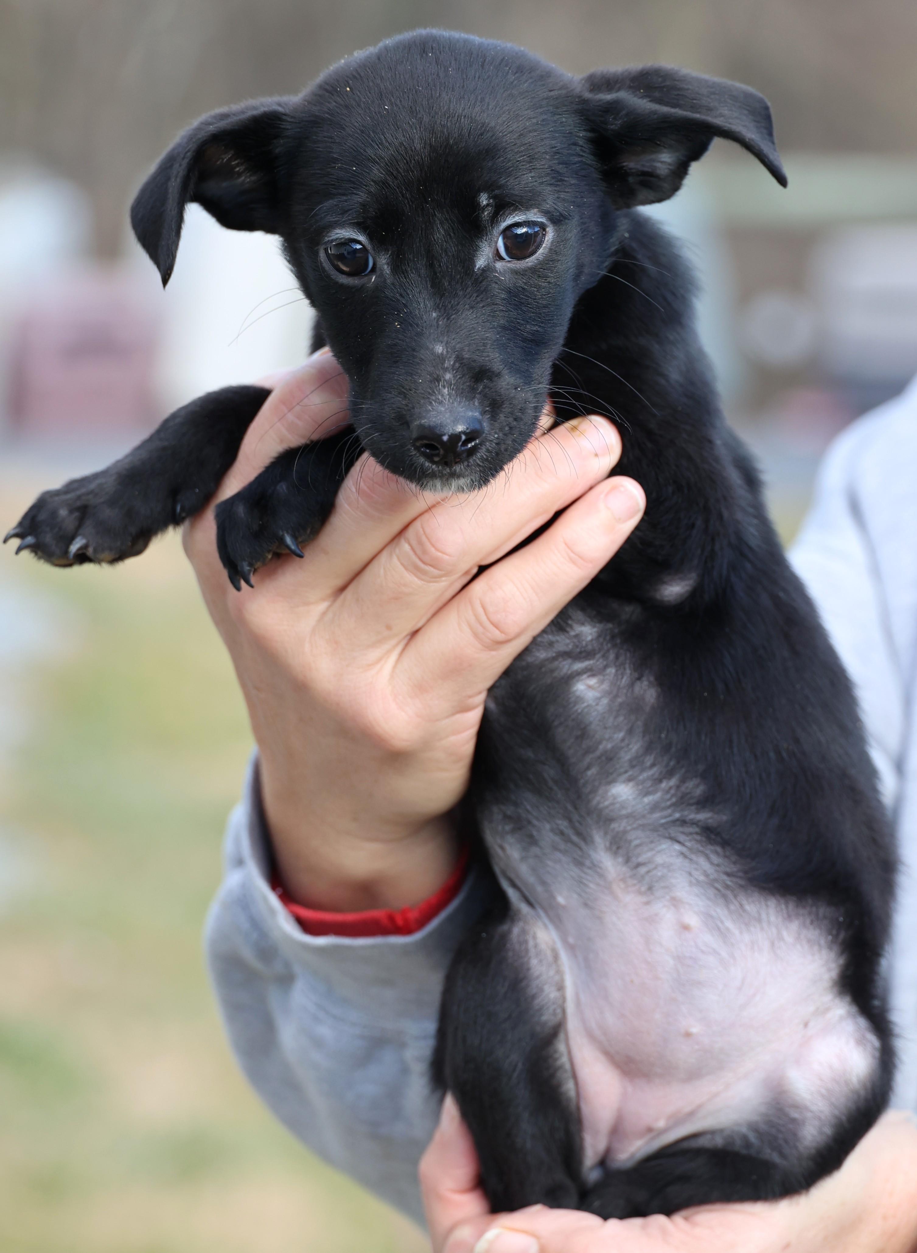 Enlarge Valerie-Available! www.lhar.dog to apply! , an adoptable mixed breed in Frederick, MD image 5/6