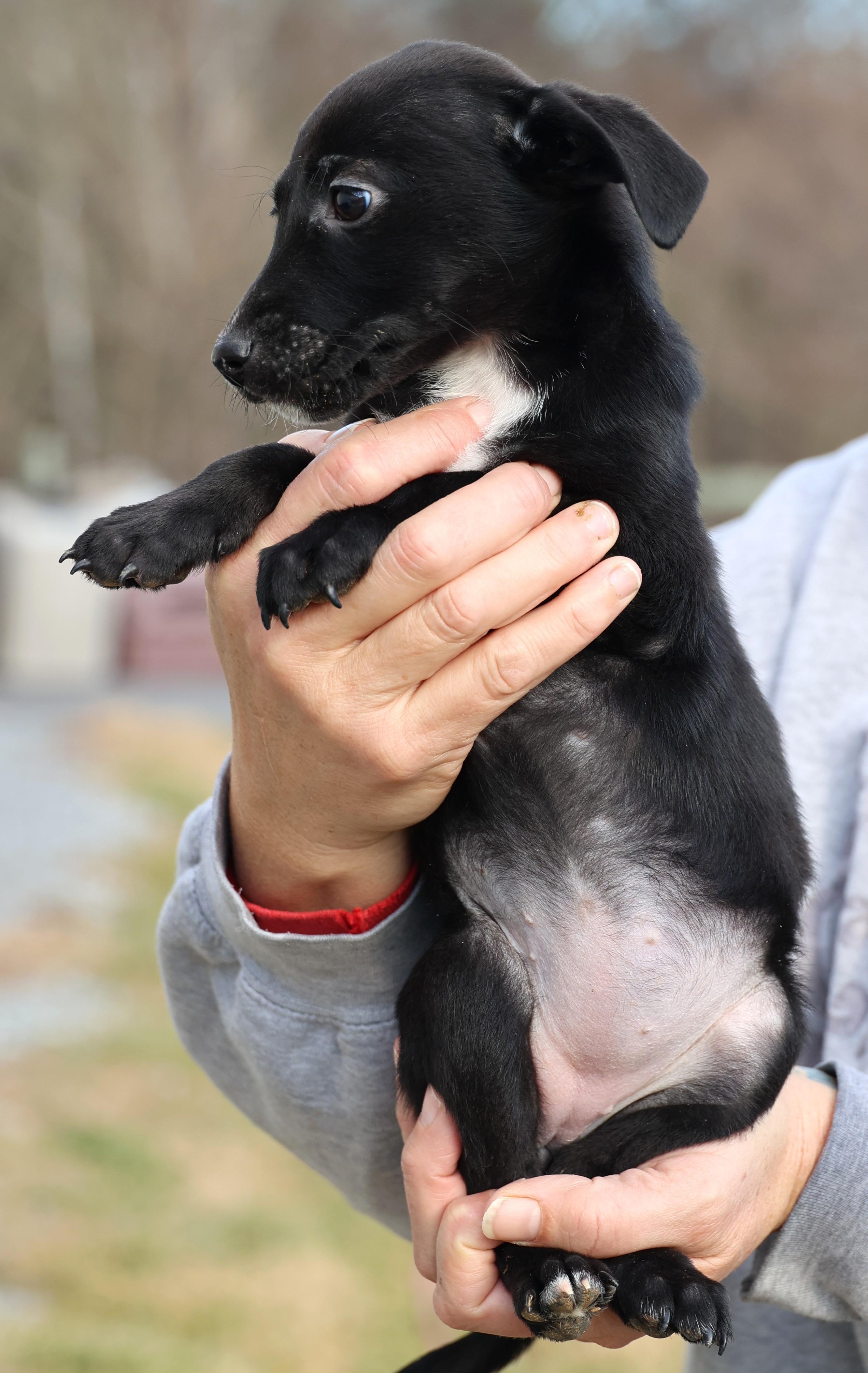 Enlarge Valerie-Available! www.lhar.dog to apply! , an adoptable mixed breed in Frederick, MD image 6/6