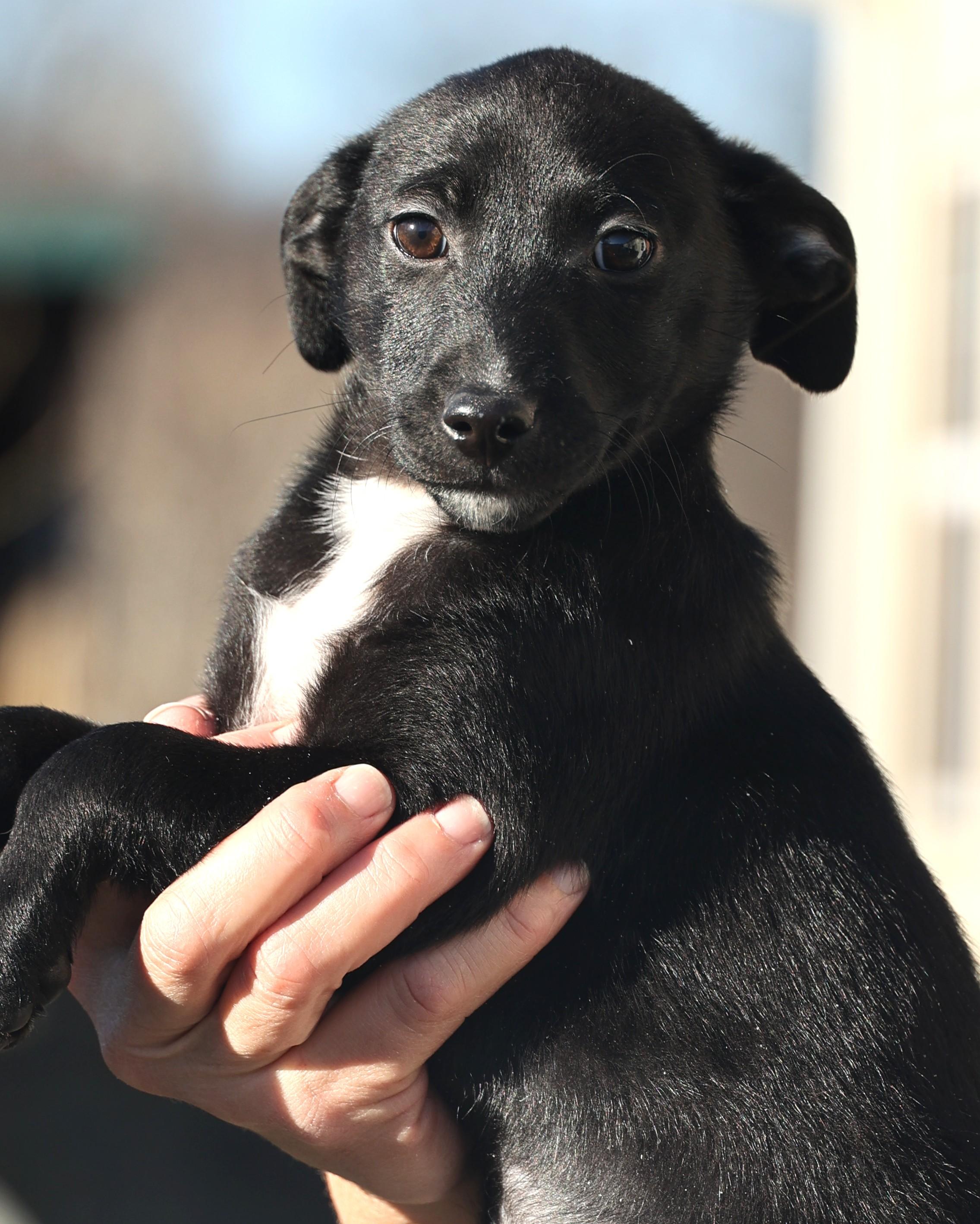 Enlarge Valerie-Pending!, an adoptable mixed breed in Frederick, MD image 4/5