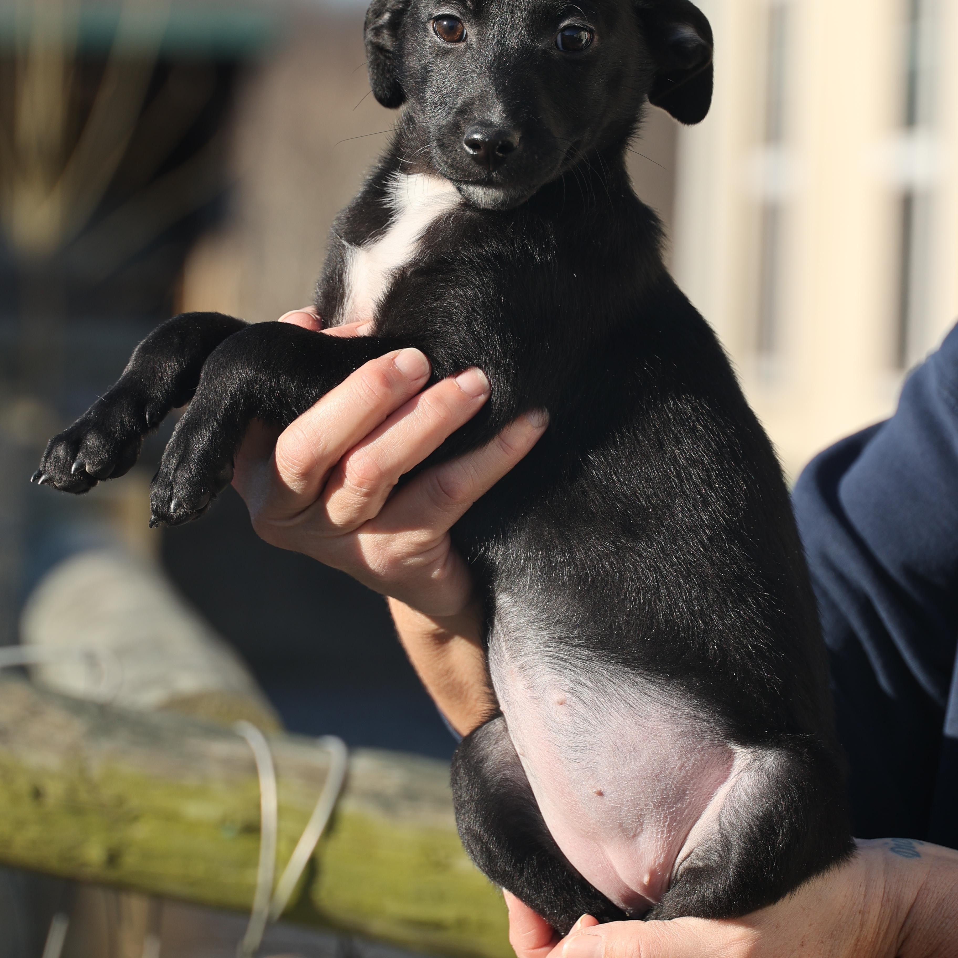 Enlarge Valerie-Pending!, an adoptable mixed breed in Frederick, MD image 3/5