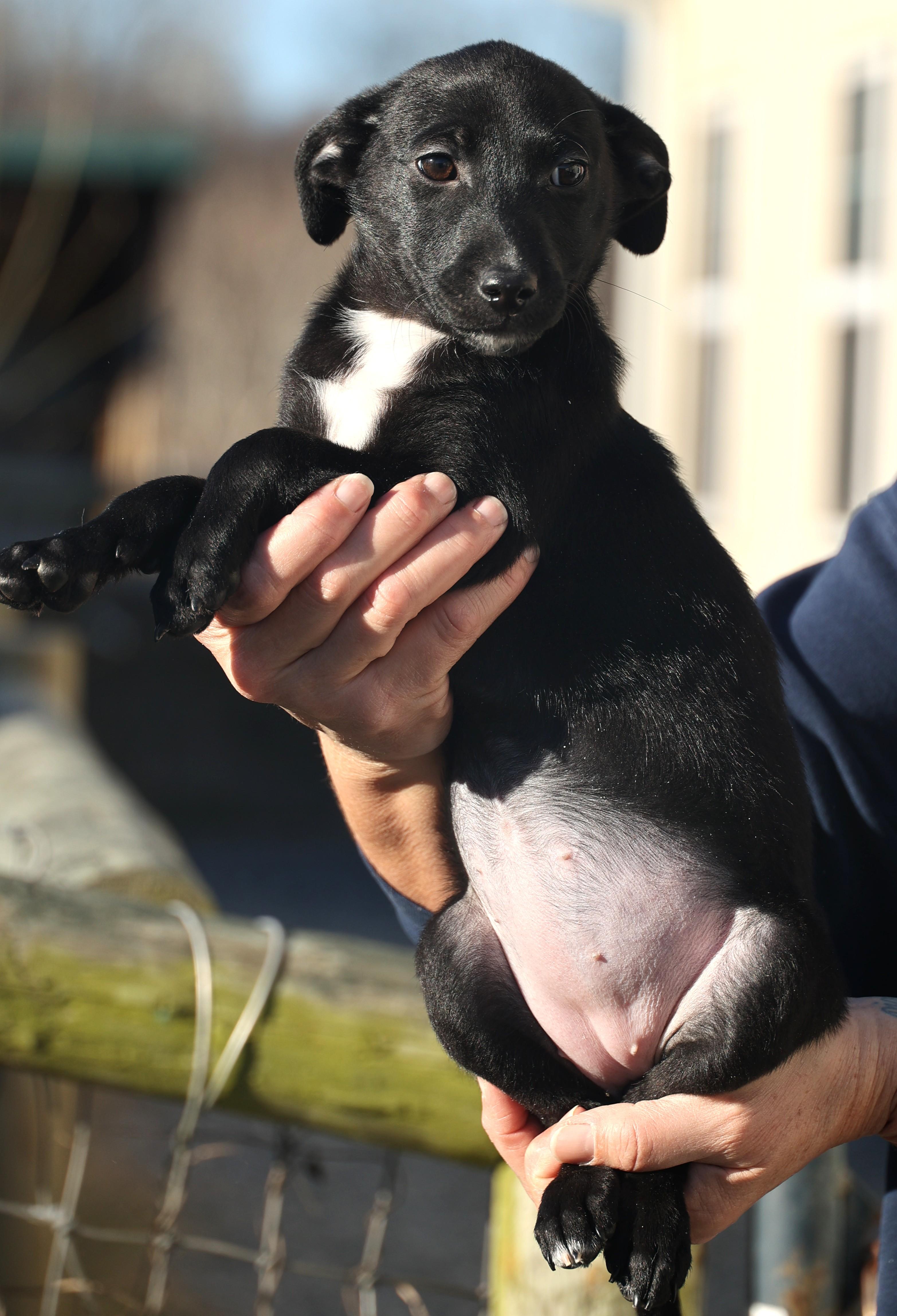 Enlarge Valerie-Pending!, an adoptable mixed breed in Frederick, MD image 2/5