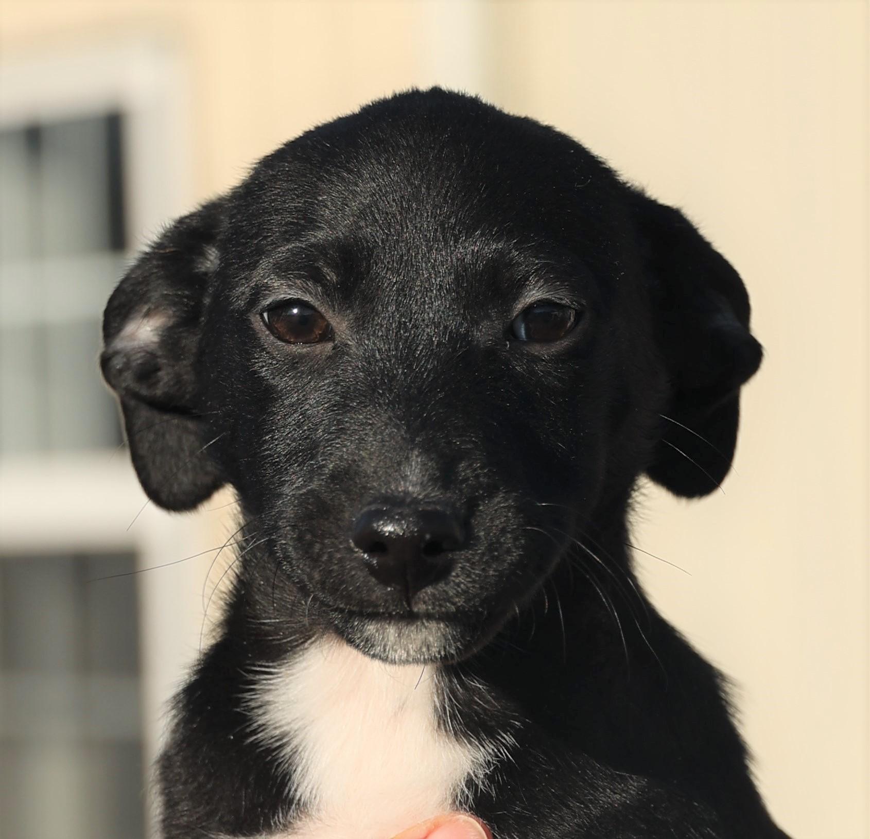 Valerie-Available! www.lhar.dog to apply! , adoptable, Puppy Female Spaniel & Chihuahua.