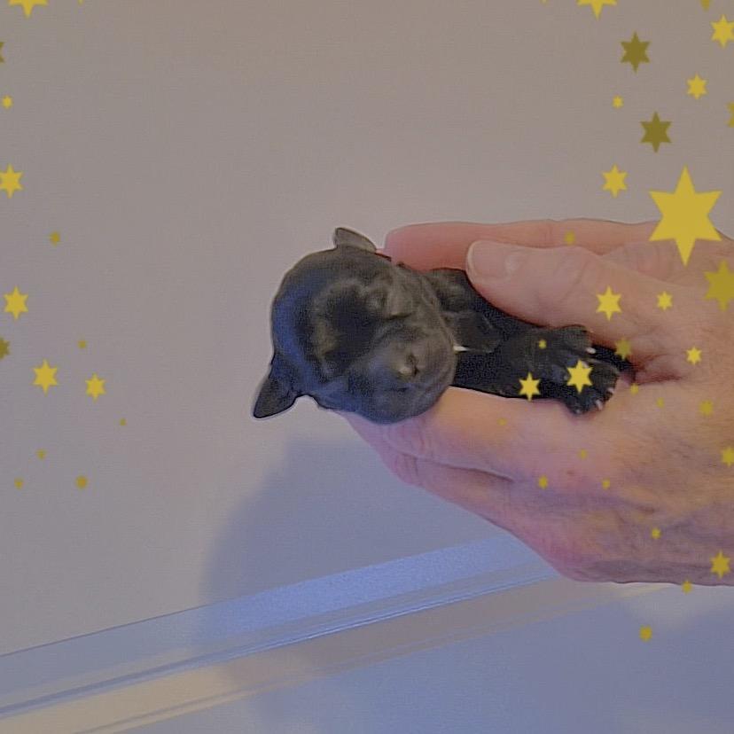 Enlarge Somerset, a Adoptable Chihuahua in Sacramento, CA image 1/6