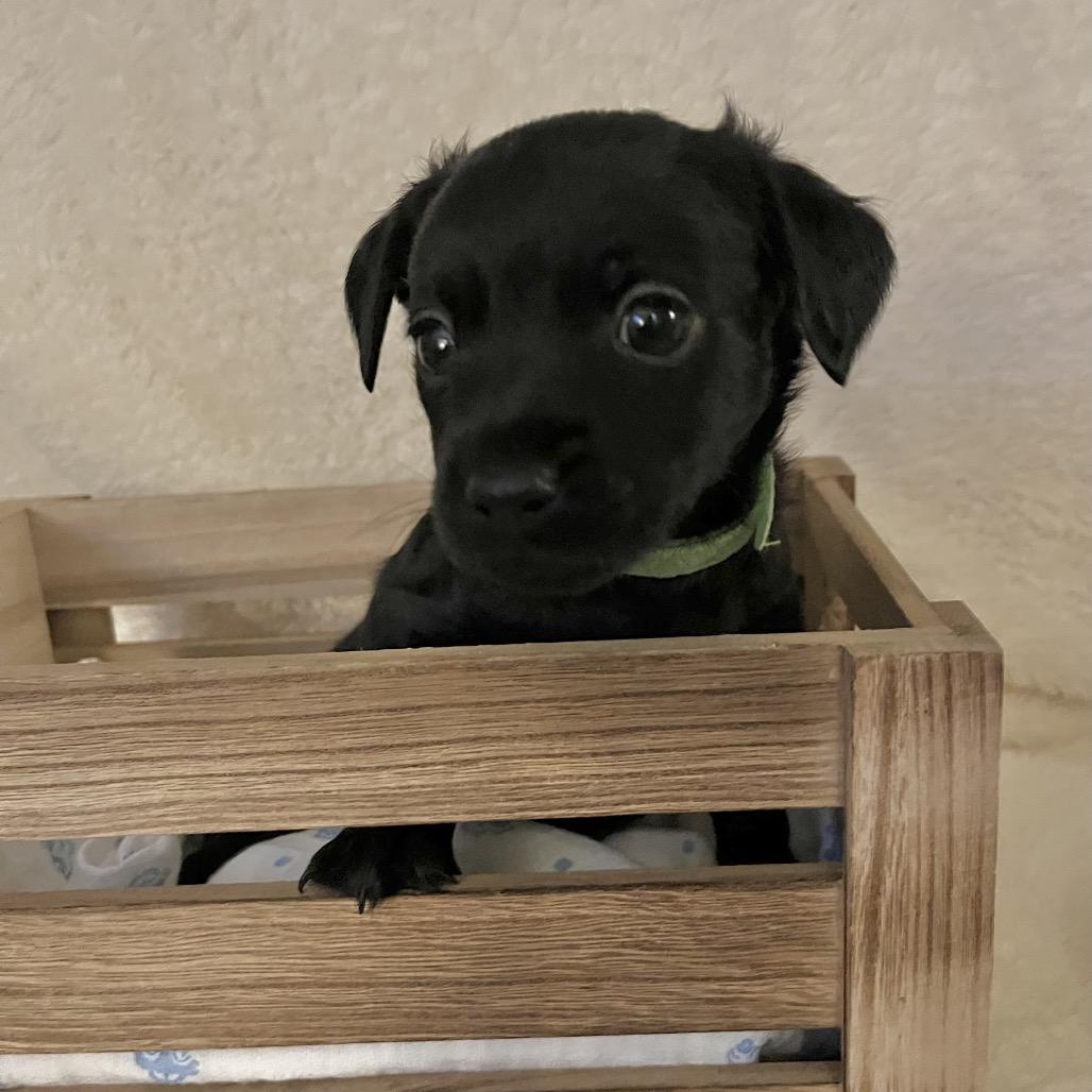 Enlarge Somerset, a Adoptable Chihuahua in Sacramento, CA image 2/6