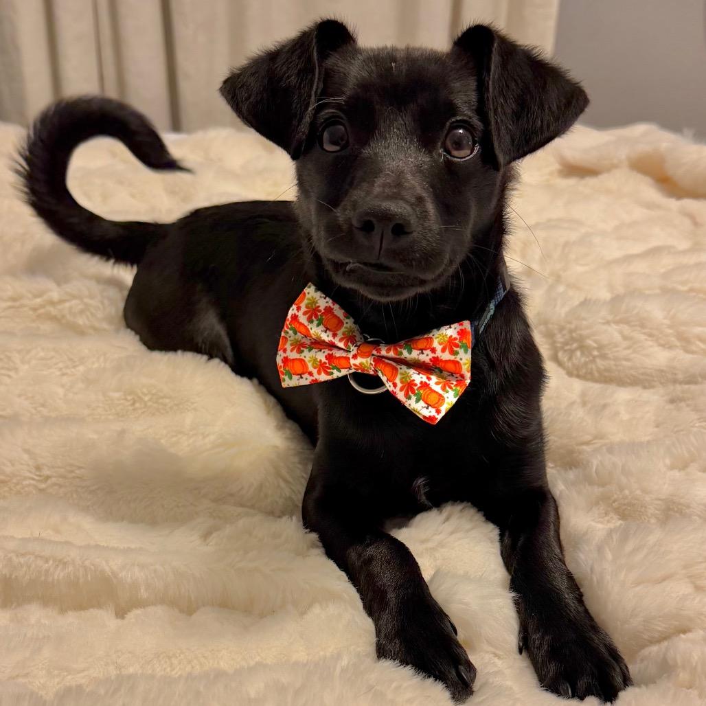 Enlarge Somerset, a Adoptable Chihuahua in Sacramento, CA image 3/6