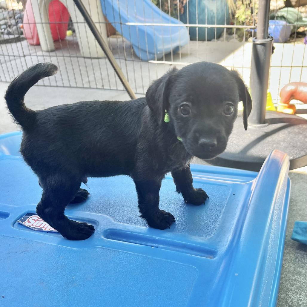 Enlarge Somerset, a Adoptable Chihuahua in Sacramento, CA image 5/6