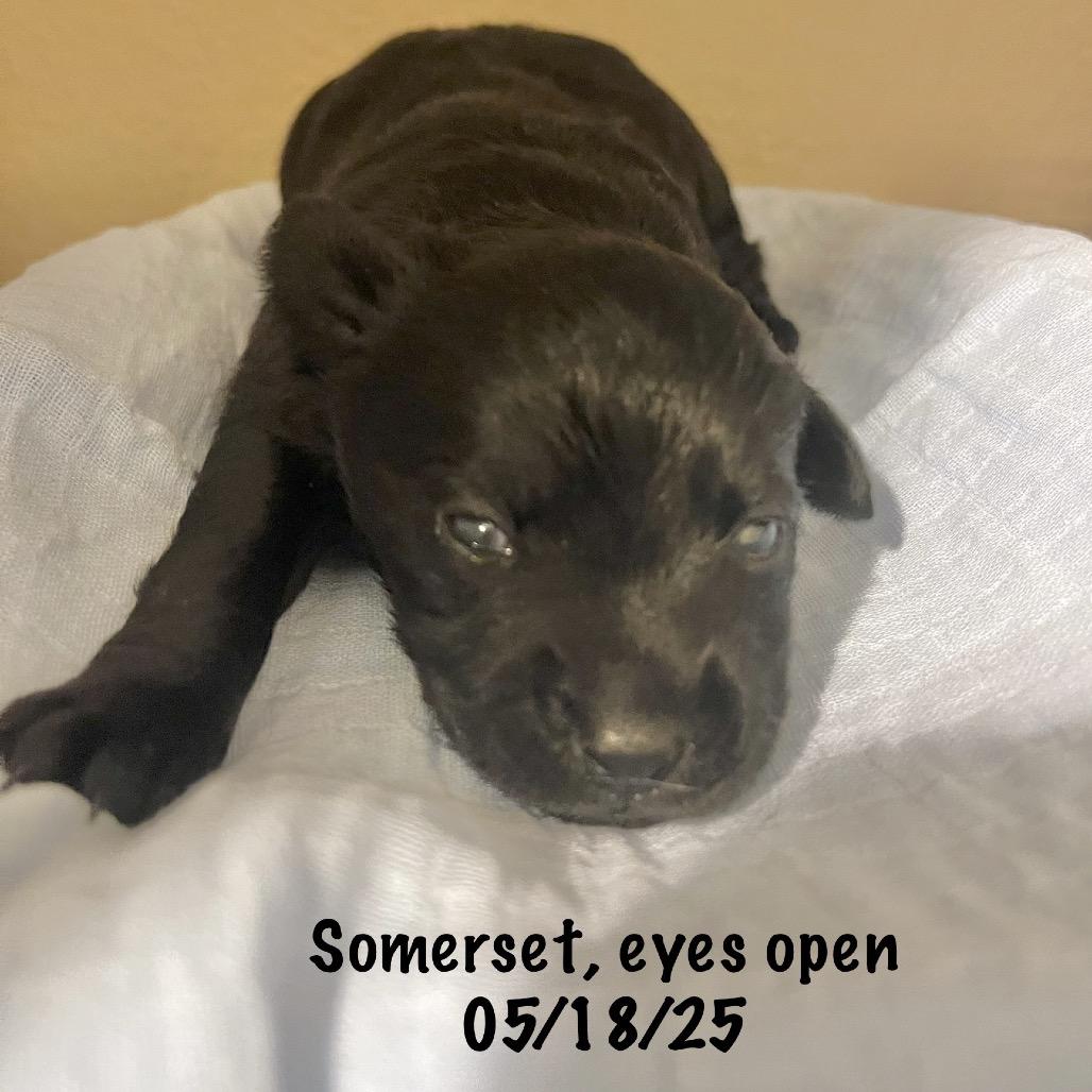 Enlarge Somerset, a Adoptable Chihuahua in Sacramento, CA image 6/6