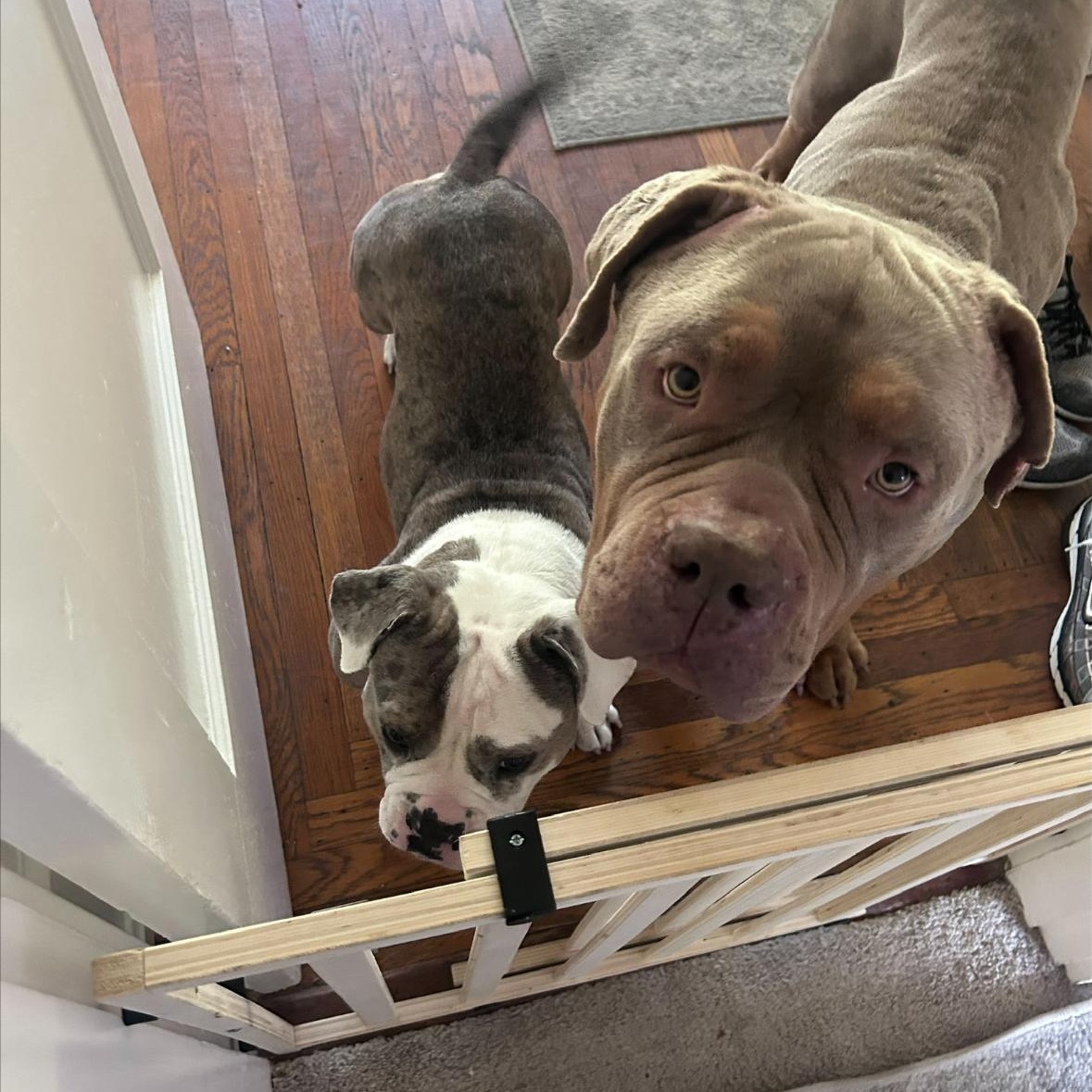 Mambo , a ADOPTABLE American Bully in Hayward, CA image 5/6