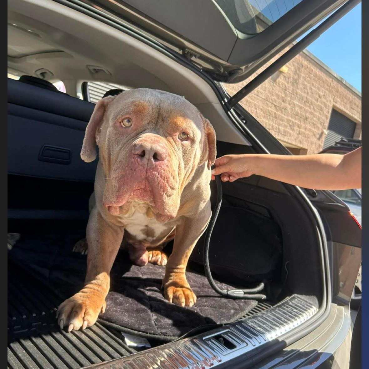 Mambo , a ADOPTABLE American Bully in Hayward, CA image 2/6