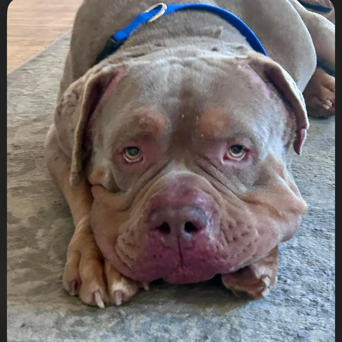 Mambo , a ADOPTABLE American Bully in Hayward, CA image 1/6