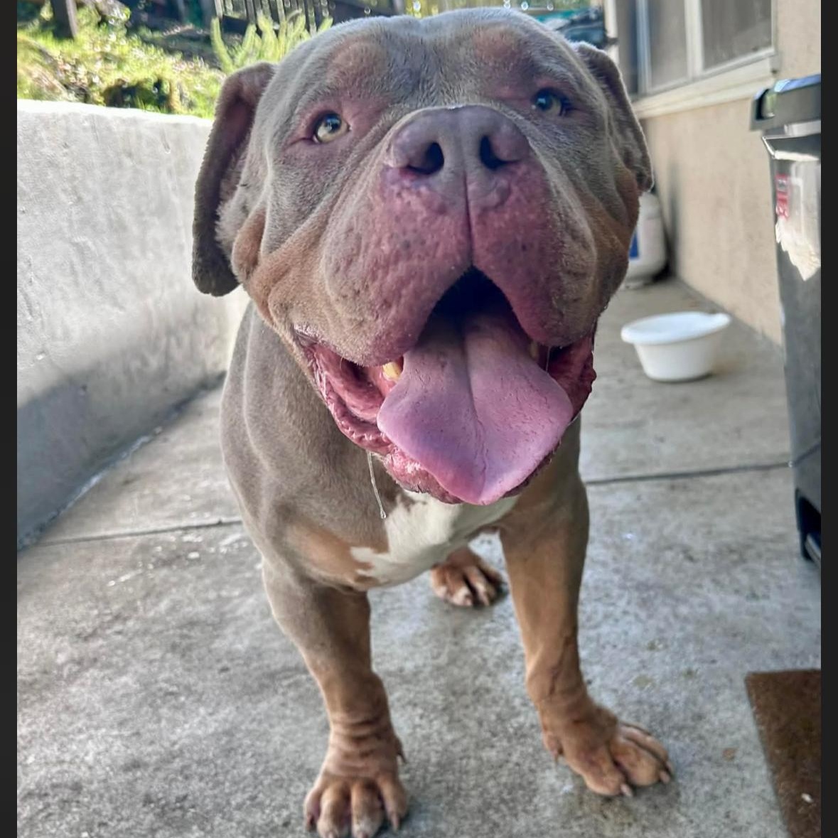 Mambo , a ADOPTABLE American Bully in Hayward, CA image 3/6