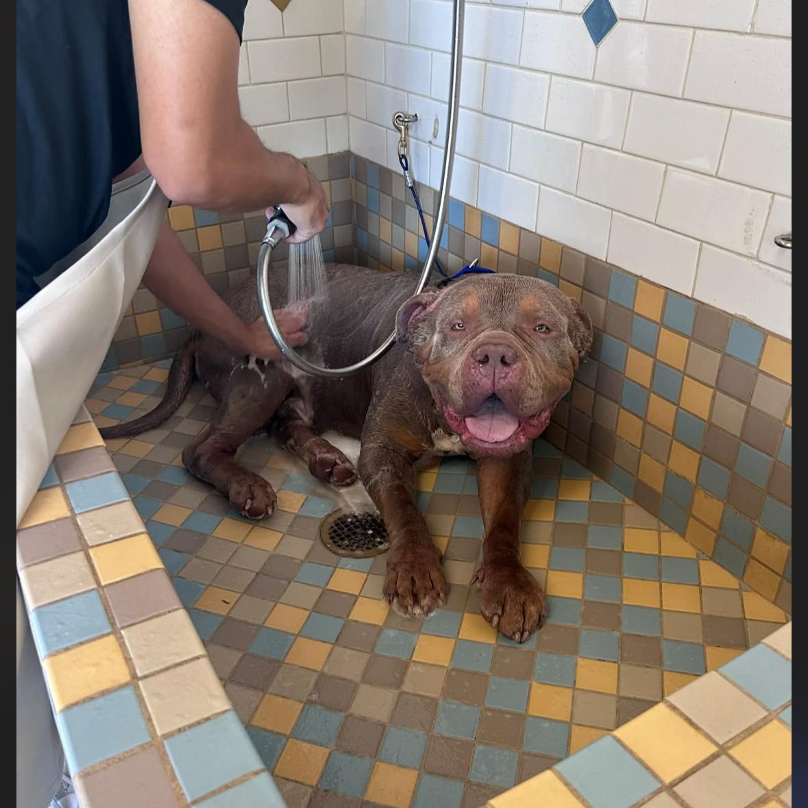 Mambo , a ADOPTABLE American Bully in Hayward, CA image 4/6
