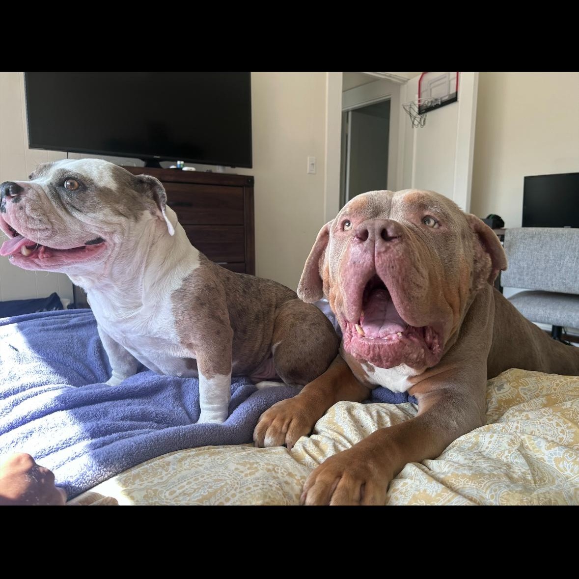 Mambo , a ADOPTABLE American Bully in Hayward, CA image 6/6