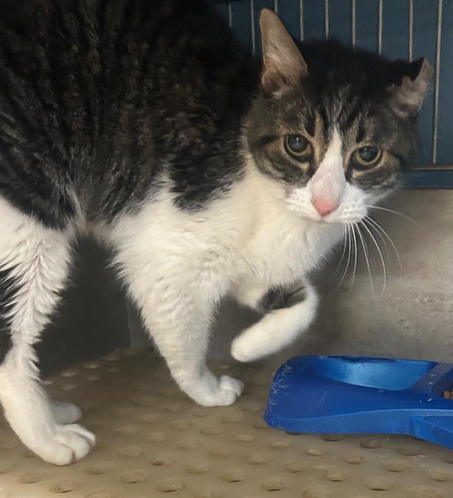 Enlarge Tom, a Adoptable mixed breed in Benton, AR image 1/1