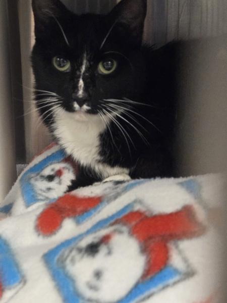 Shira, a Adoptable mixed breed in Millersville, MD image 2/2
