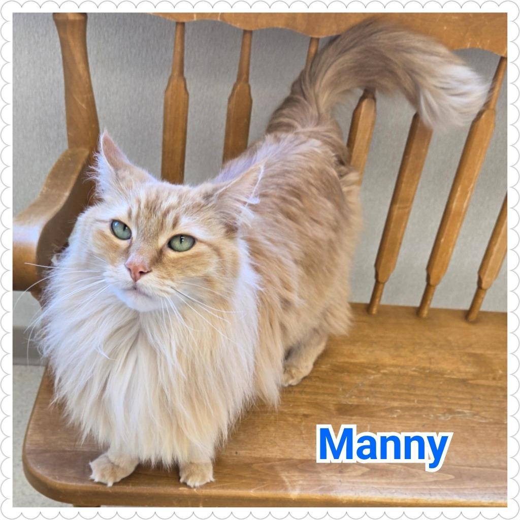 Enlarge Manny, a Adopted mixed breed in North Saint Paul, MN image 1/5