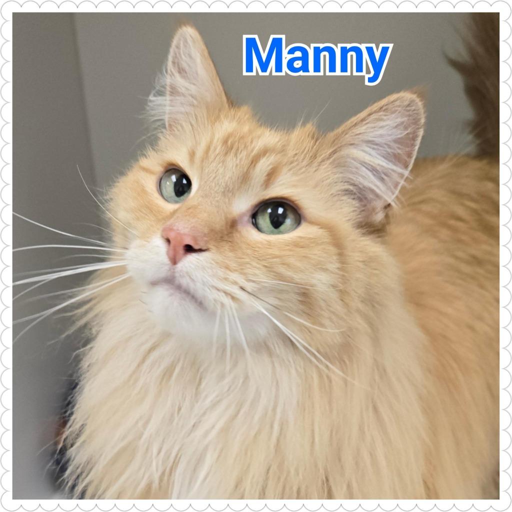 Enlarge Manny, a Adopted mixed breed in North Saint Paul, MN image 2/5
