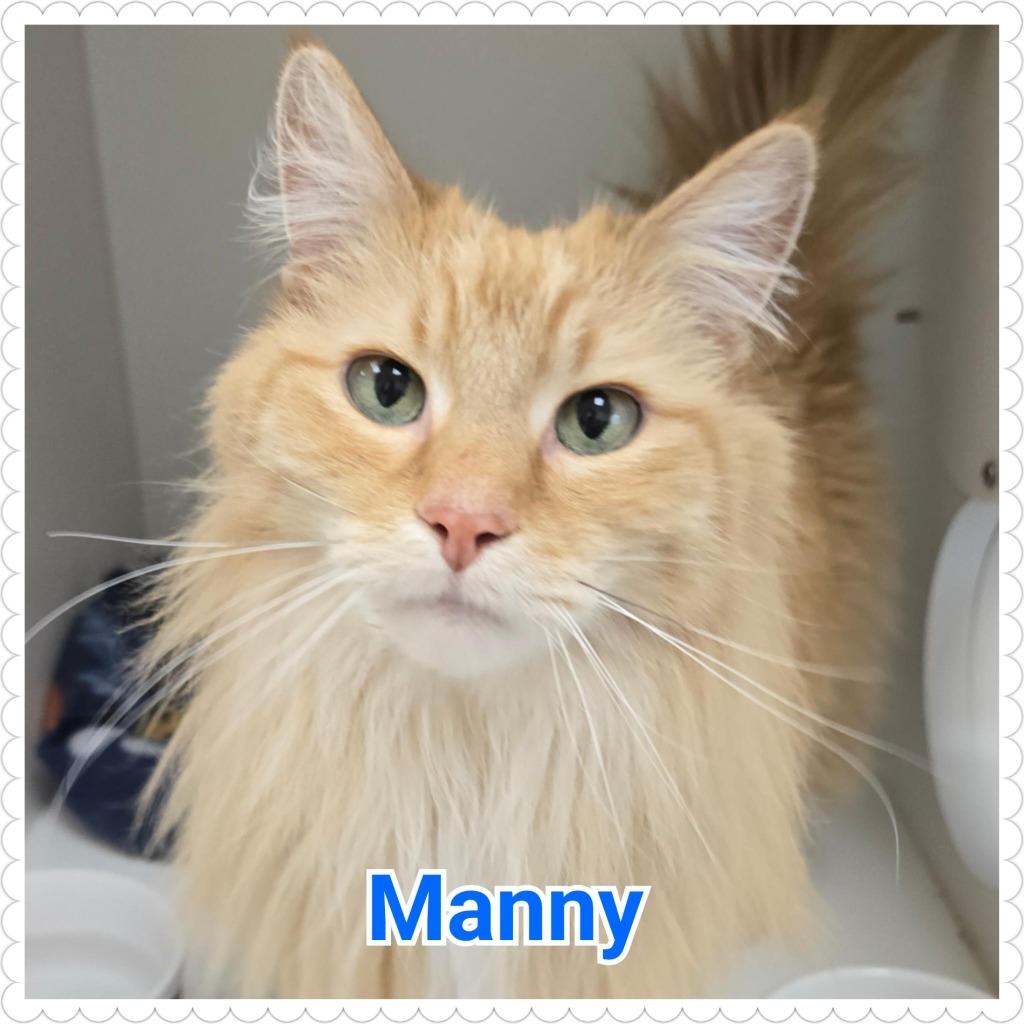 Enlarge Manny, a Adopted mixed breed in North Saint Paul, MN image 3/5