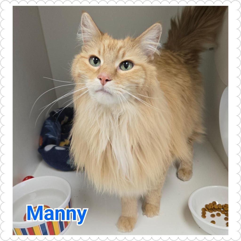 Enlarge Manny, a Adopted mixed breed in North Saint Paul, MN image 4/5