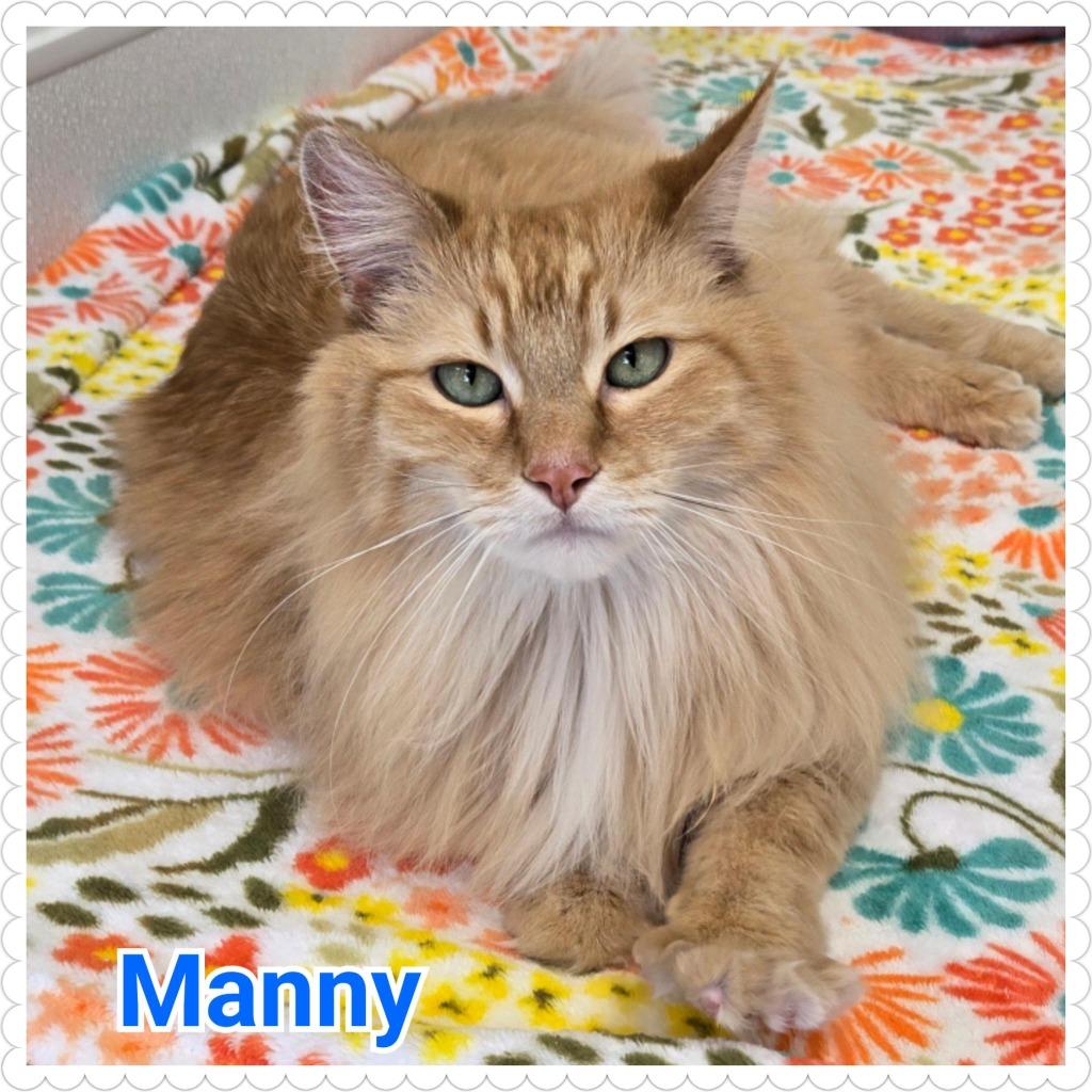 Enlarge Manny, a Adopted mixed breed in North Saint Paul, MN image 5/5