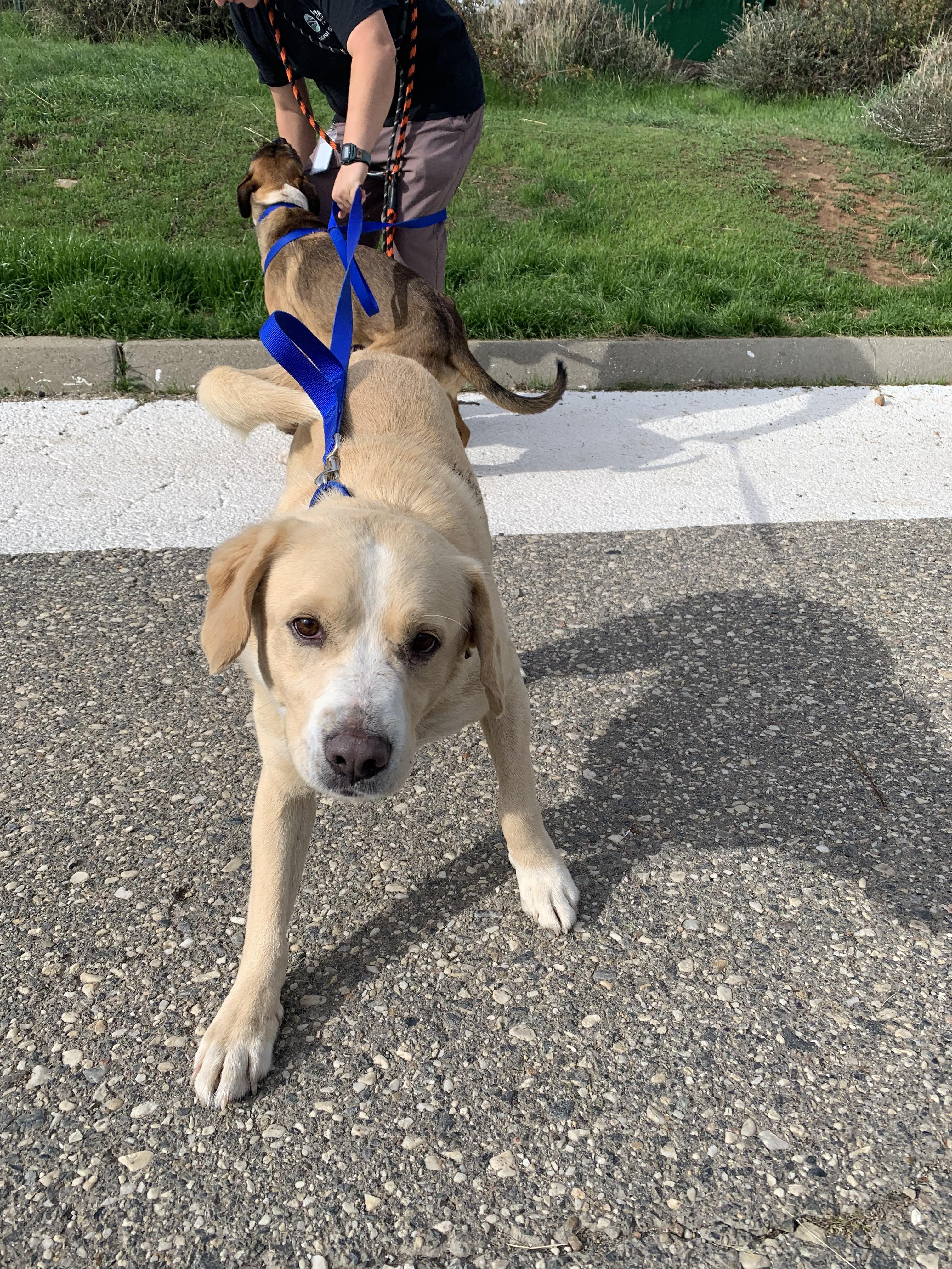 Krackle, a Adoptable mixed breed in Grass Valley, CA image 2/2