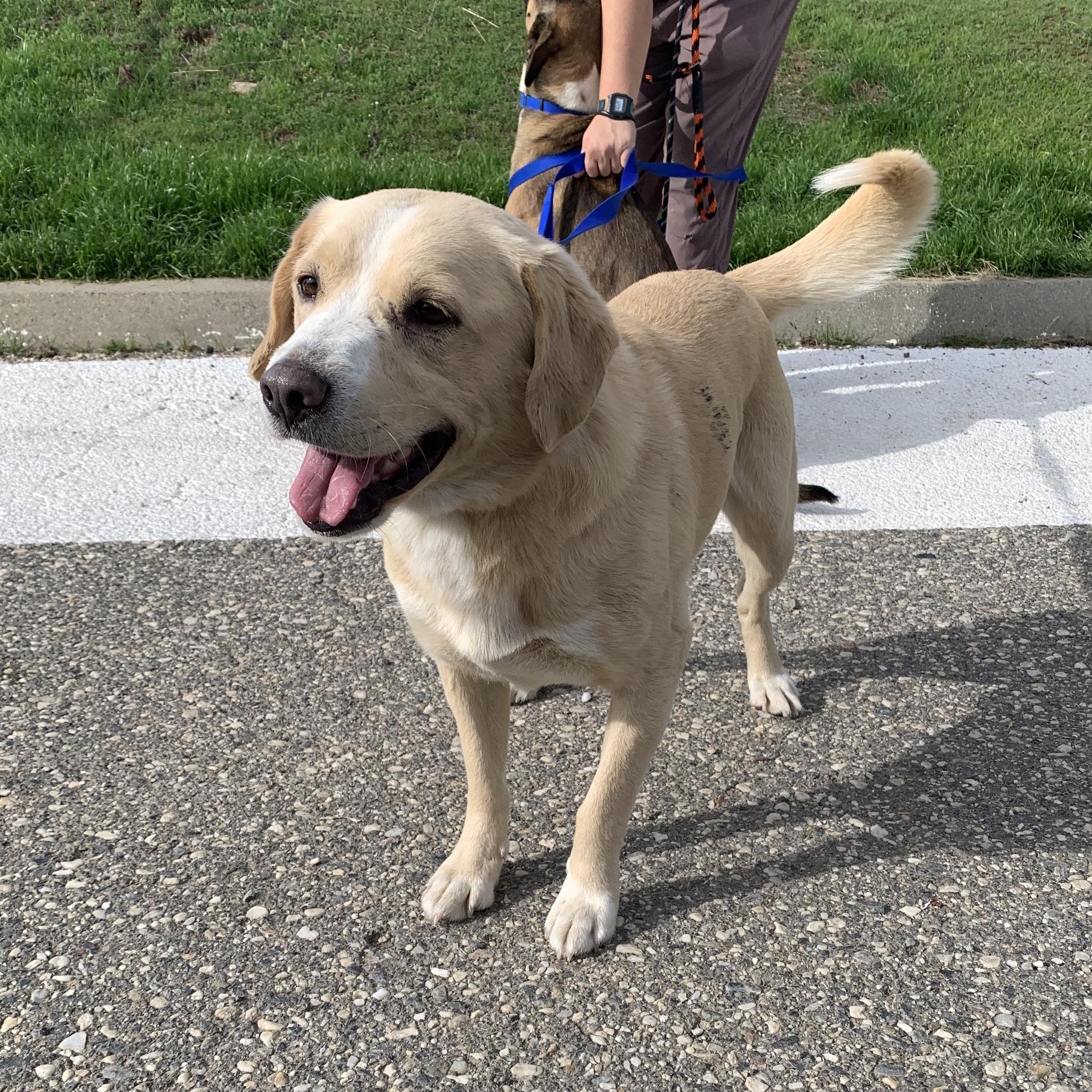 Krackle, Adoptable, Young Male Shepherd.