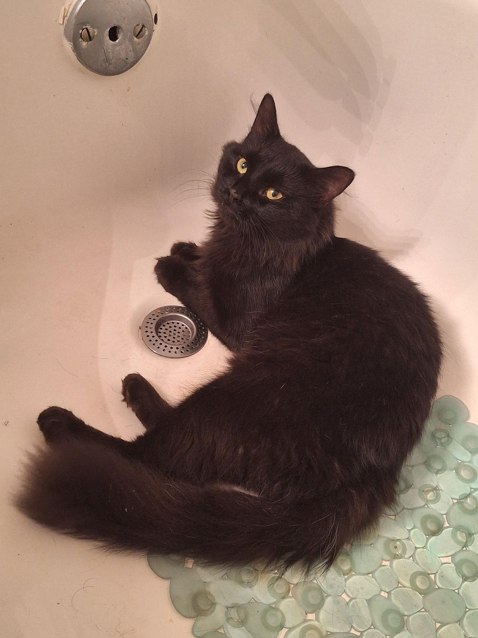 Enlarge Damien, a Adoptable Domestic Long Hair in Columbus, OH image 1/3