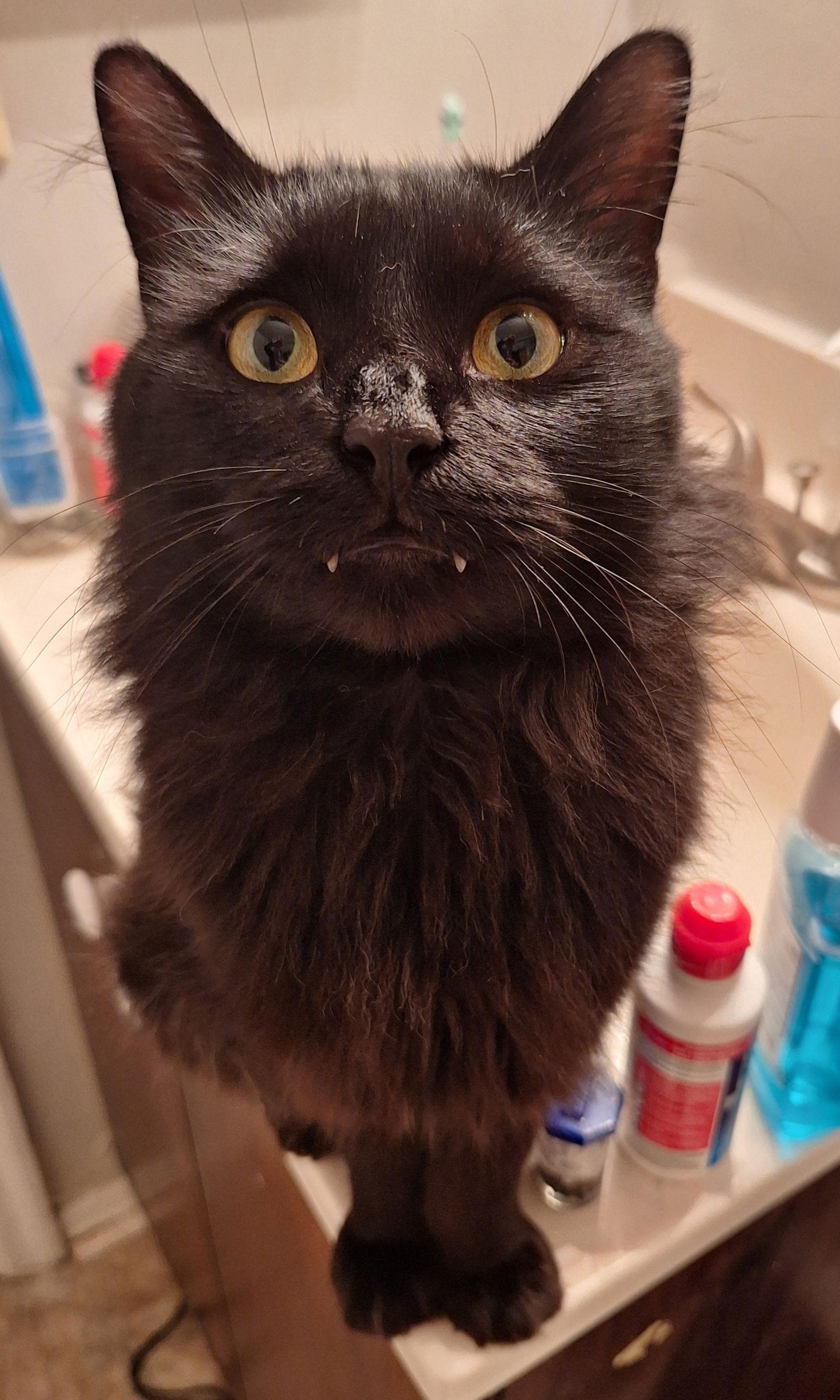 Enlarge Damien, a Adoptable Domestic Long Hair in Columbus, OH image 2/3