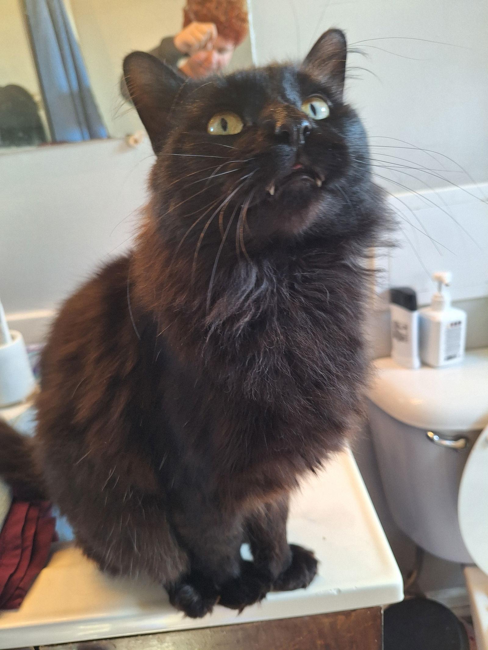 Enlarge Damien, a Adoptable Domestic Long Hair in Columbus, OH image 3/3