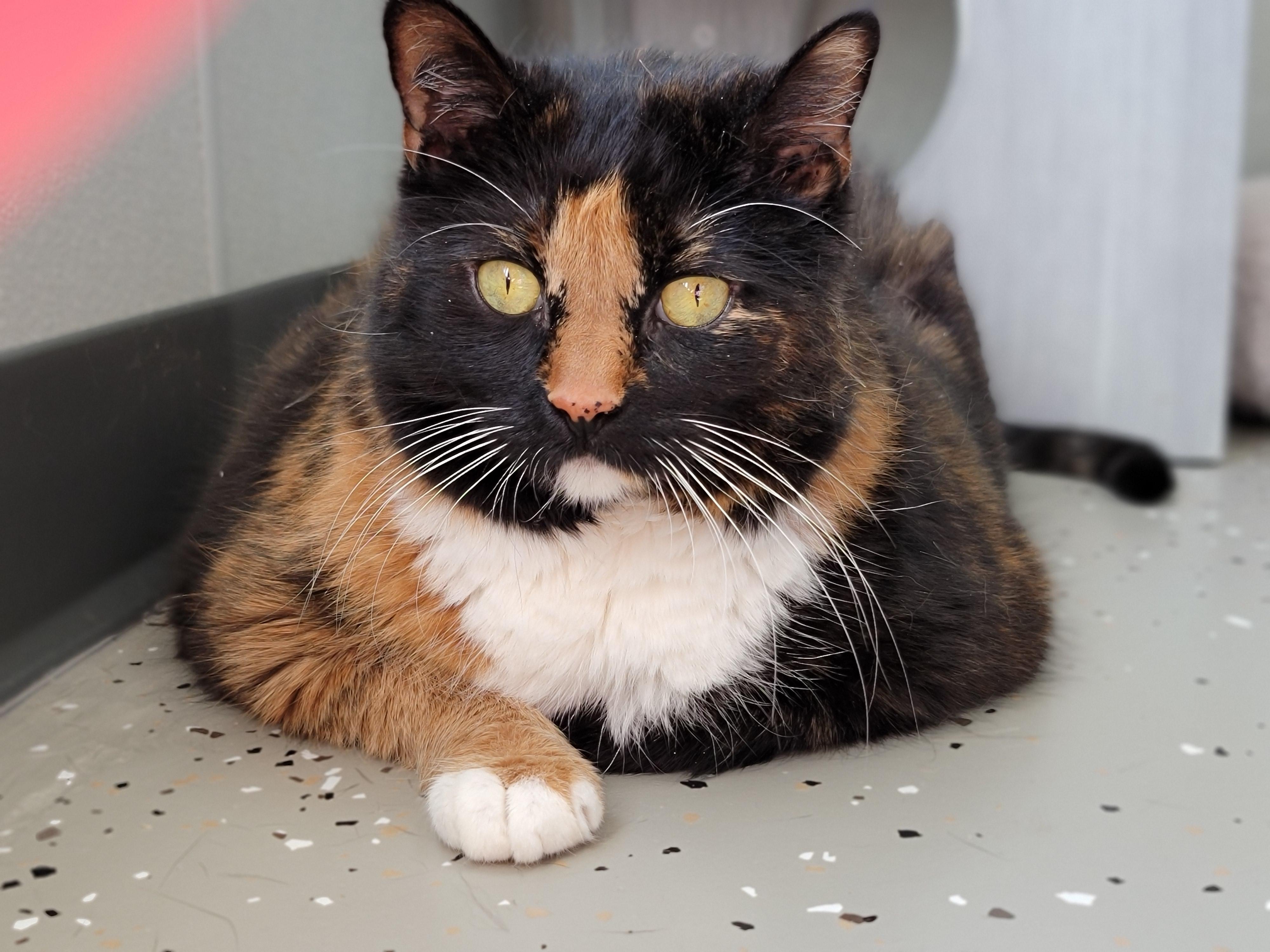 Enlarge Everleigh, a Adoptable Domestic Short Hair in Hornell, NY image 1/2