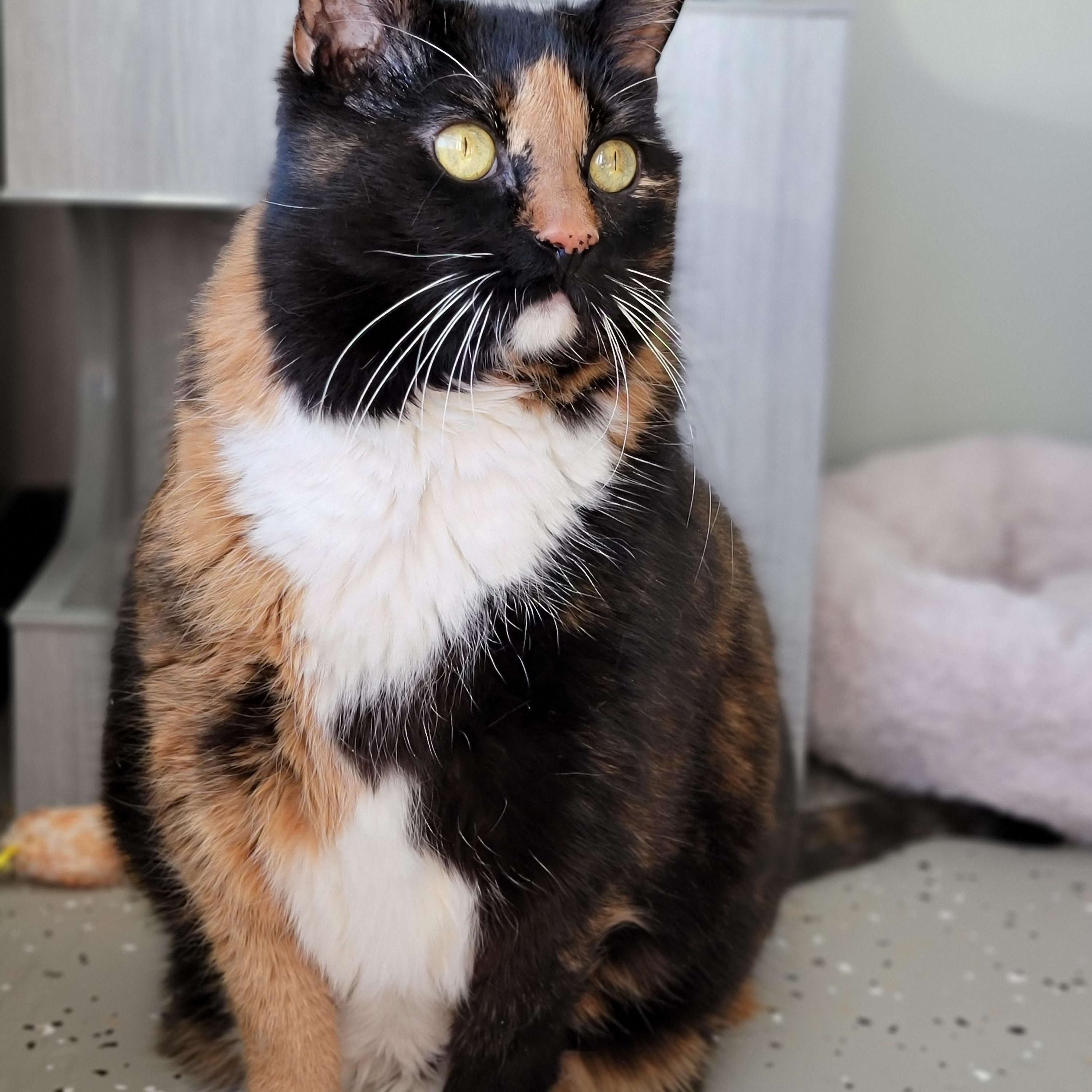 Enlarge Everleigh, a Adoptable Domestic Short Hair in Hornell, NY image 2/2