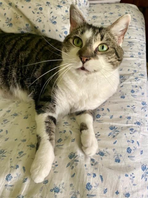 Enlarge Josephine, a ADOPTABLE Domestic Short Hair in Ashland, VA image 2/3