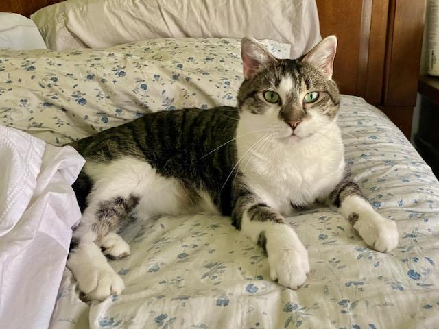 Josephine, ADOPTABLE, Adult Female Domestic Short Hair.