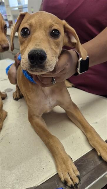 MICKEY, Adoptable, Puppy Male Miniature Pinscher & Chihuahua.
