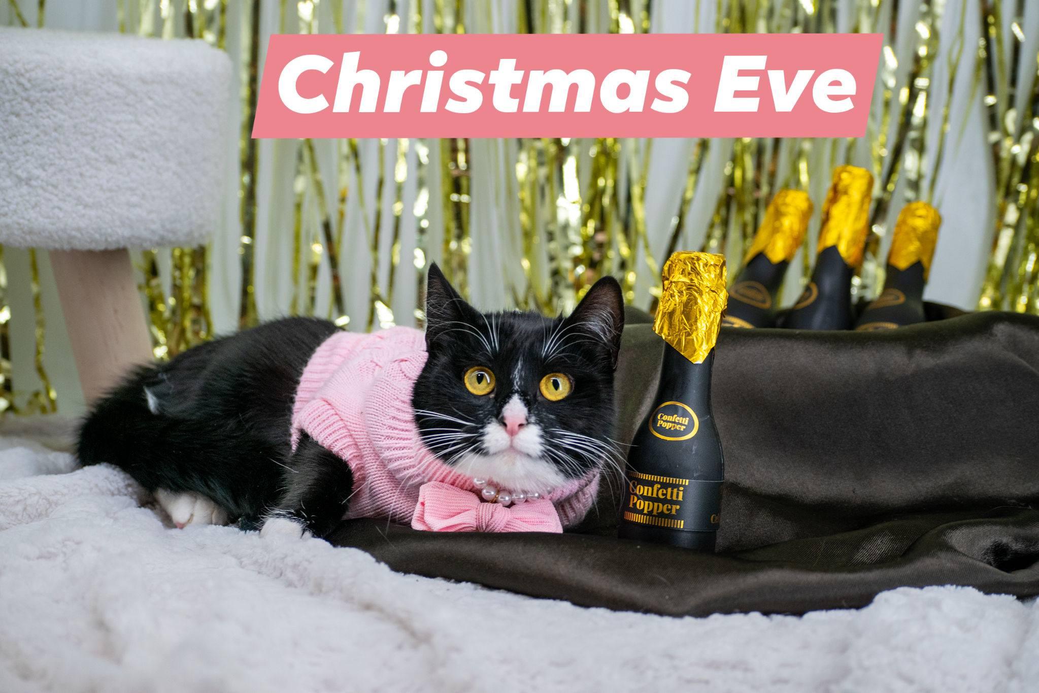 Enlarge CHRISTMAS EVE, a ADOPTABLE mixed breed in Sevierville, TN image 1/4