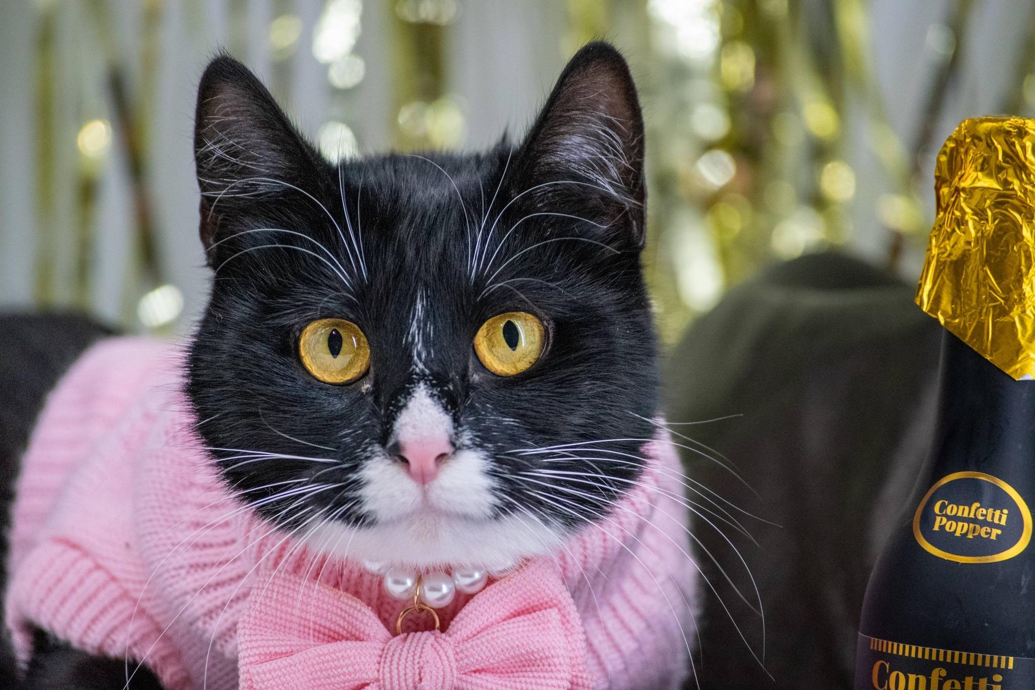 Enlarge CHRISTMAS EVE, a ADOPTABLE mixed breed in Sevierville, TN image 2/4