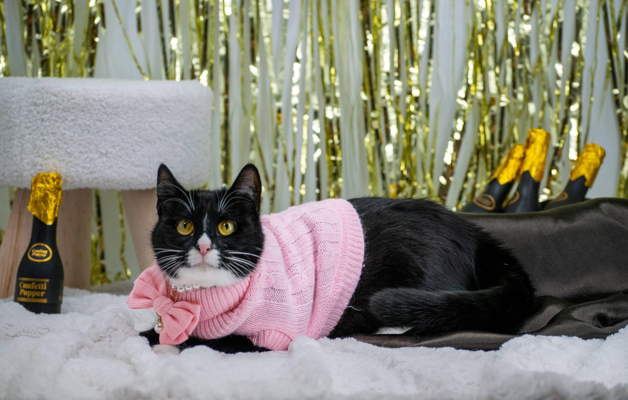 Enlarge CHRISTMAS EVE, a ADOPTABLE mixed breed in Sevierville, TN image 3/4