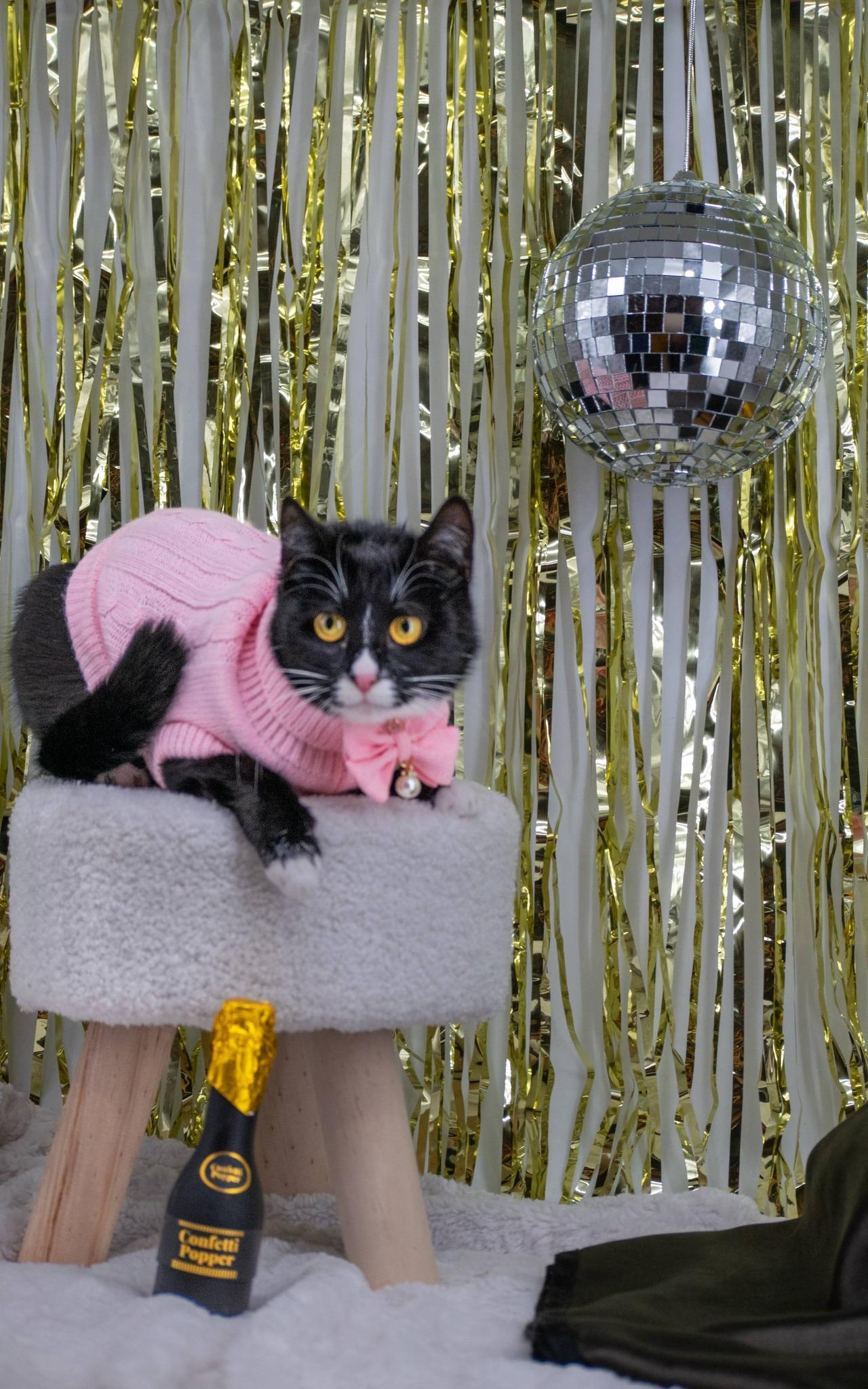 Enlarge CHRISTMAS EVE, a ADOPTABLE mixed breed in Sevierville, TN image 4/4