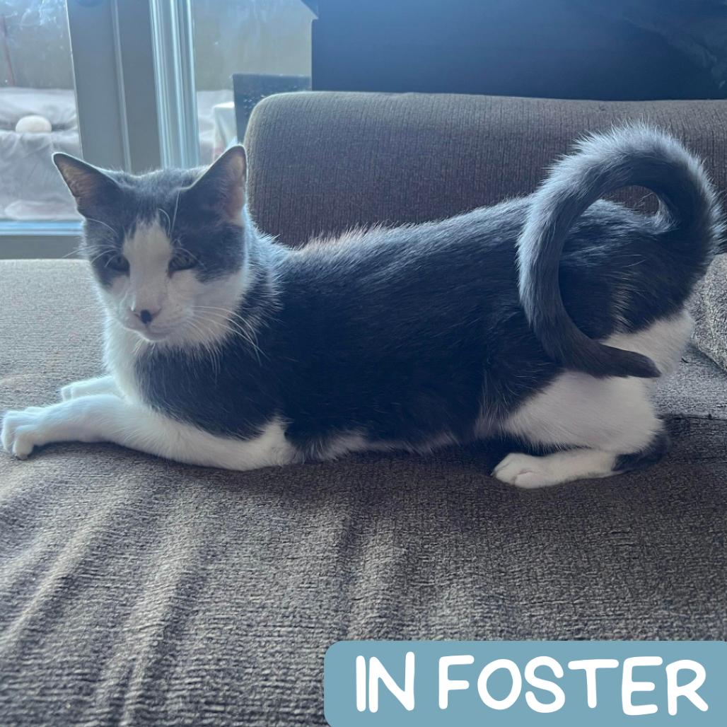 Matty "Madison", Adoptable, Senior Male Domestic Short Hair.