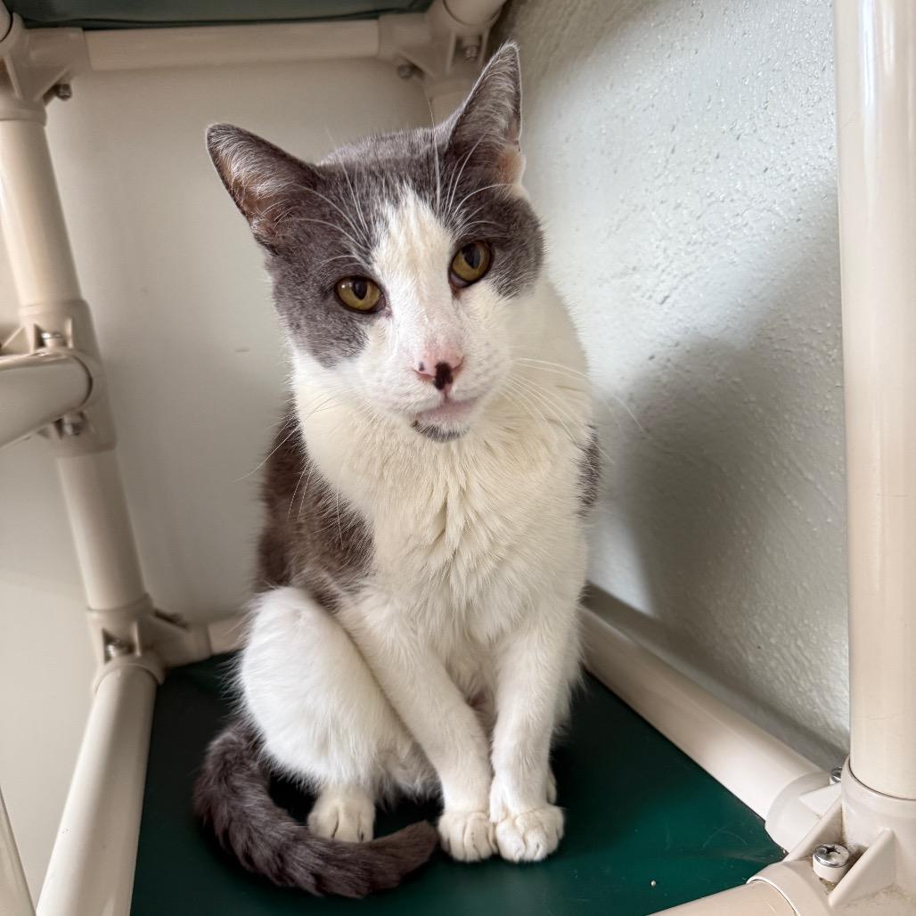 Matty "Madison", Adoptable, Senior Male Domestic Short Hair.