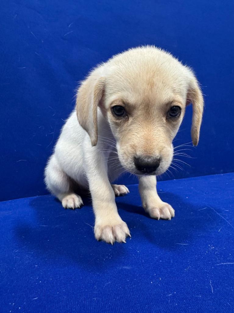 Provolone., Adoptable, Puppy Male Mixed Breed.