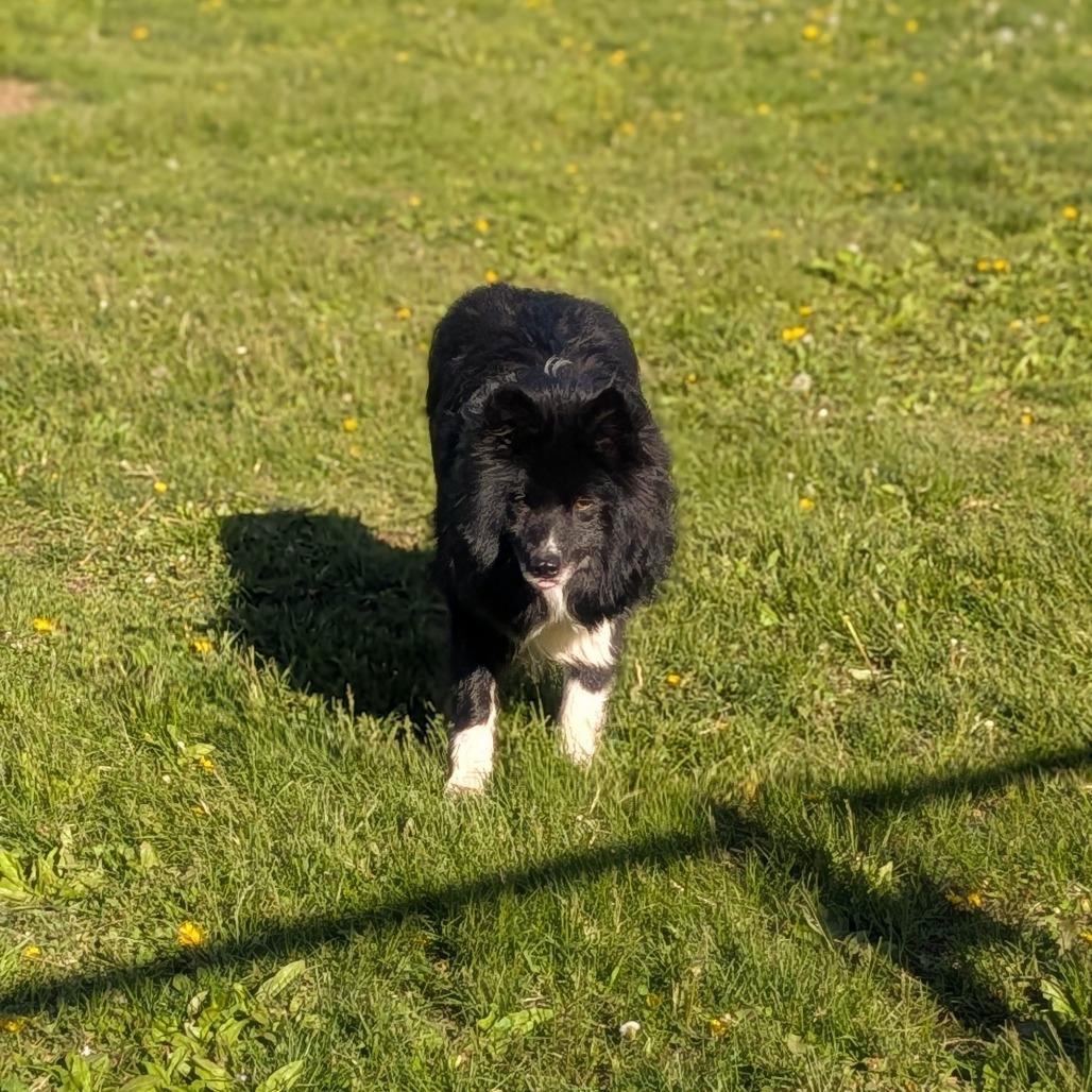 Enlarge Scotty, a Adoptable mixed breed in Prairie du Chien, WI image 2/4