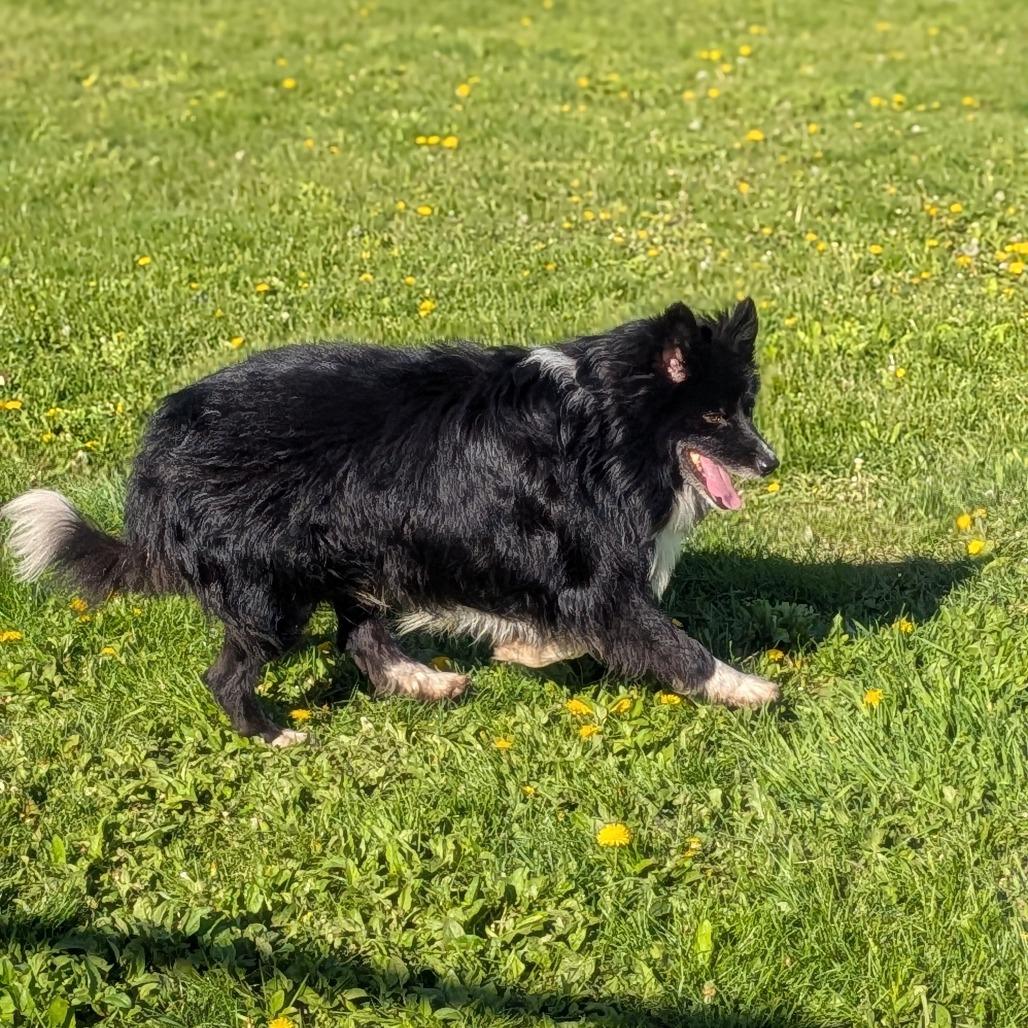 Enlarge Scotty, a Adoptable mixed breed in Prairie du Chien, WI image 3/4