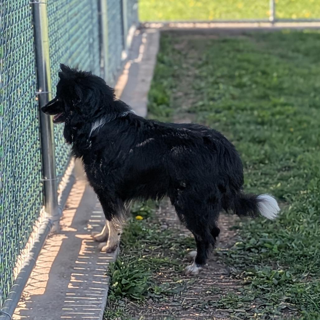 Enlarge Scotty, a Adoptable mixed breed in Prairie du Chien, WI image 4/4