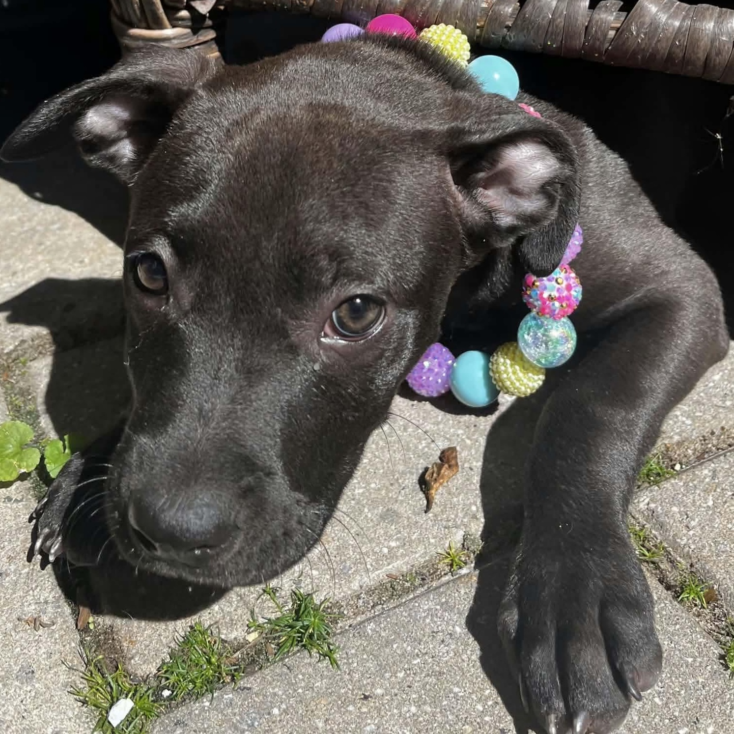 Enlarge Skyler, a ADOPTABLE mixed breed in Rochester, NY image 4/6