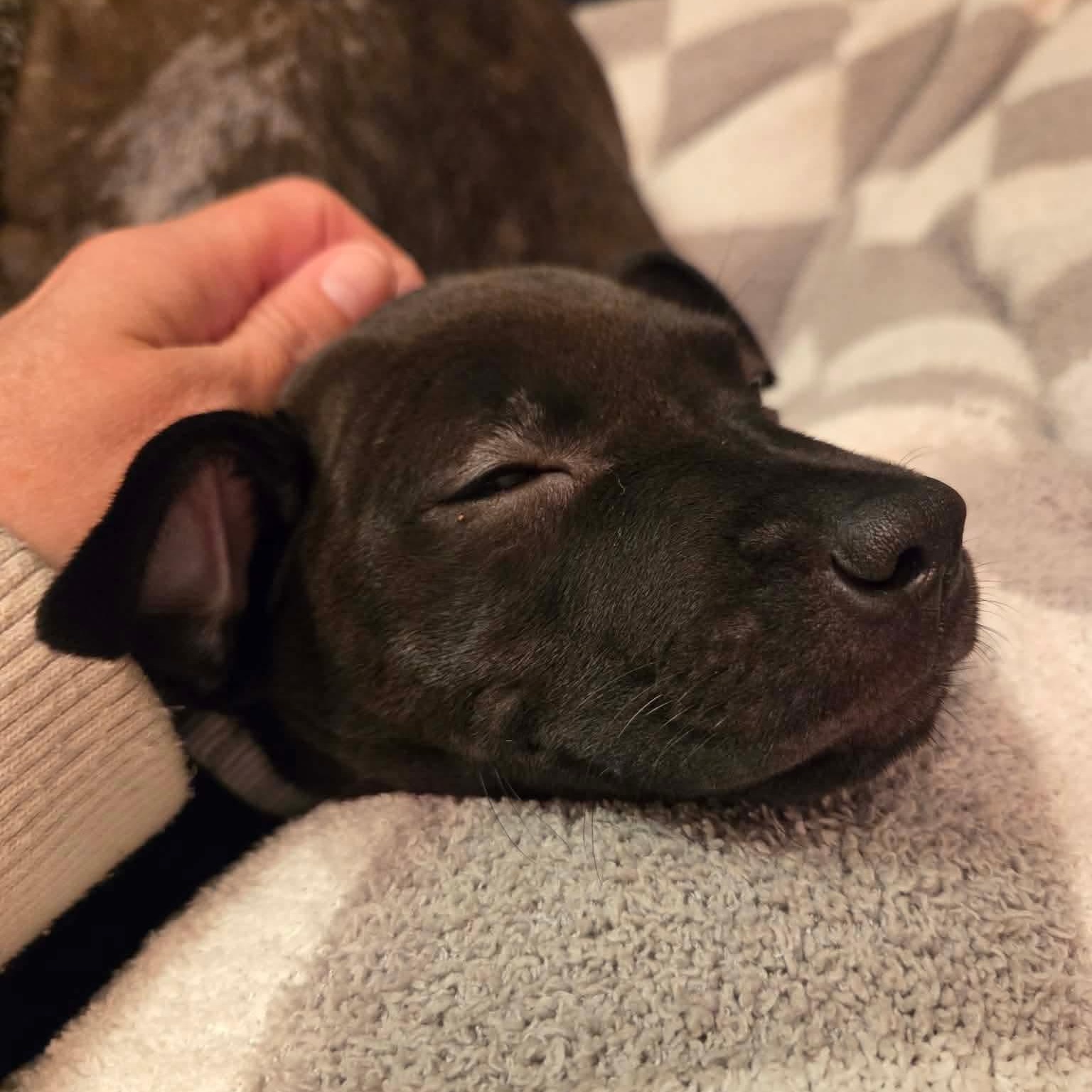 Enlarge Skyler, a ADOPTABLE mixed breed in Rochester, NY image 2/6
