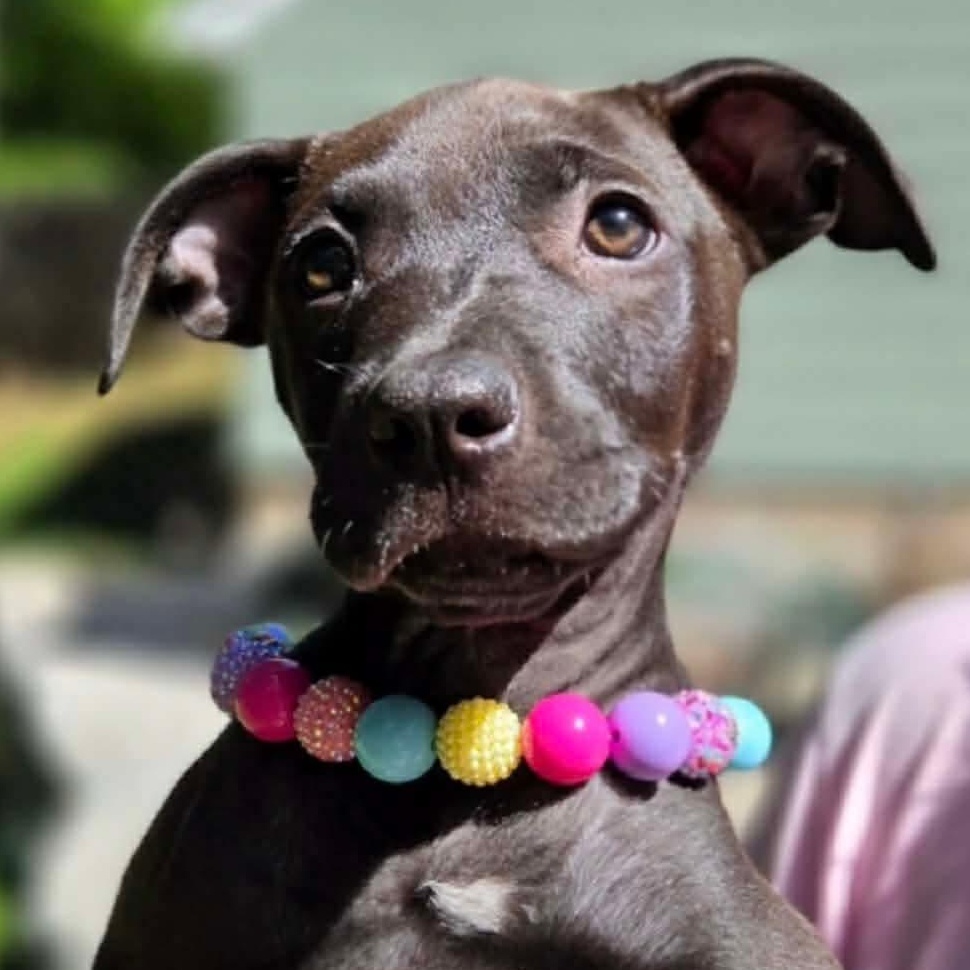 Enlarge Skyler, a ADOPTABLE mixed breed in Rochester, NY image 1/6