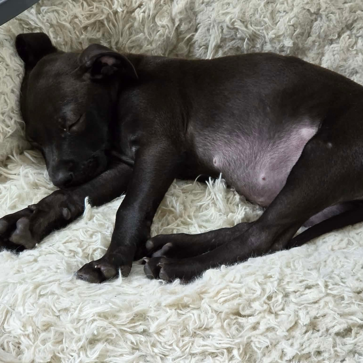 Enlarge Skyler, a ADOPTABLE mixed breed in Rochester, NY image 5/6