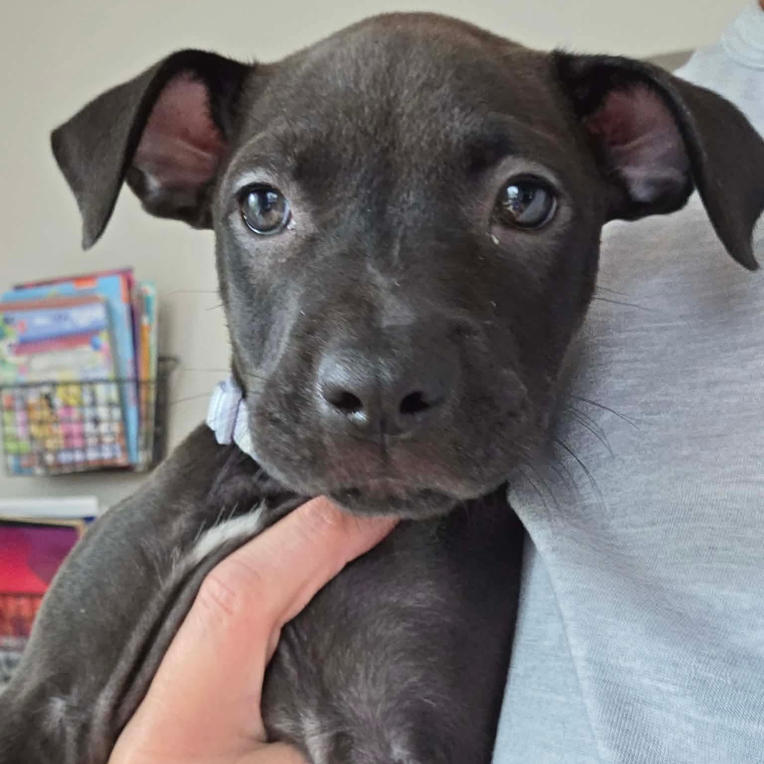 Enlarge Skyler, a ADOPTABLE mixed breed in Rochester, NY image 6/6