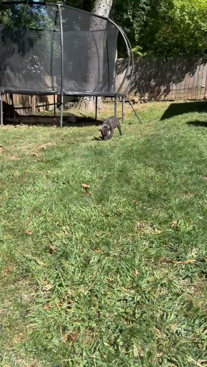 Enlarge Skyler, a ADOPTABLE mixed breed in Rochester, NY video 3/6